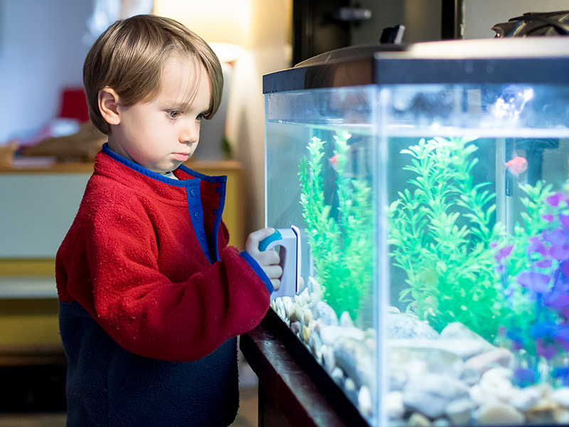 boy looking at fish tank